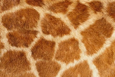Giraffe Skin