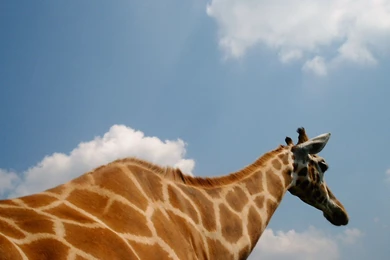 Giraffe HD Wallpapers And Backgrounds