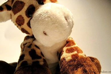 Giraffe Wallpapers By Insanity takes over On DeviantArt