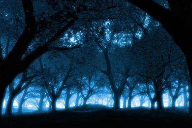 Black Blue Blue Forest – Nature Forests HD Desktop Wallpapers
