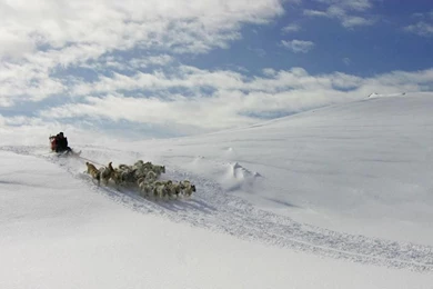 Free Wallpapers Greenland Dog Wallpapers