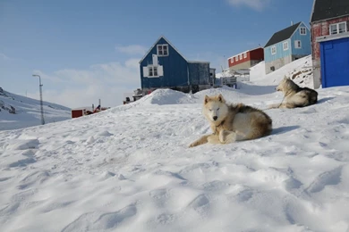 Greenland Dogs On The Mountain Photo And Wallpaper. Beautiful ...