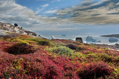 Beautiful Floral Rocky Cost In Greenland Wallpapers   (