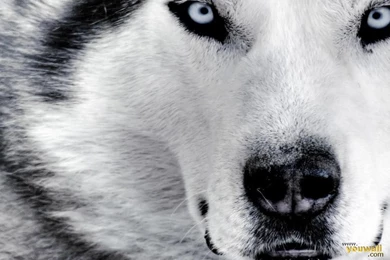 Baby Wolf Wallpapers   Wallpapers Cave