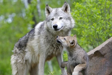 YouWall   Wolf Mother And Baby Wallpapers   Wallpaper,wallpapers ...