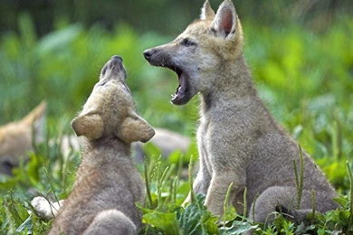 Wolf Baby 1440x900 Wallpapers,Wolf 1440x900 Wallpapers & Pictures ...