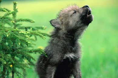 Wolf Puppies HD Wallpapers