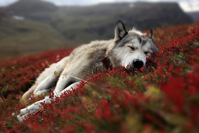 Desktop Baby Gray Wolf Images Wallpapers