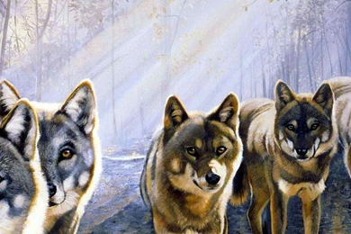 Wolf Wallpapers   Wild Wolf Animal Wallpapers Gallery