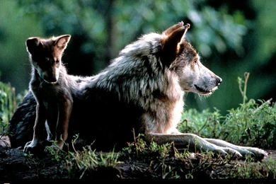 Wolf Mutter Und Baby 005.599 1277983201 Tierische MüTter Und Babys ...