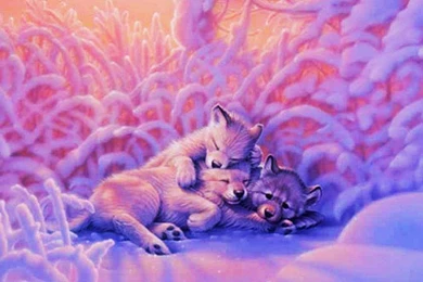 Desktop baby wolf pics wallpaper.jpg