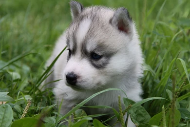 Baby wolf photos wallpaper.jpg