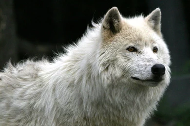 Baby White Wolf   Wallpaper.