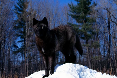 Black Wolf >> HD Wallpaper, Get It Now!