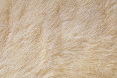 Download Wallpapers 2560x1440 Fur, Bright, Pet, Rug Mac iMac 27 HD ...