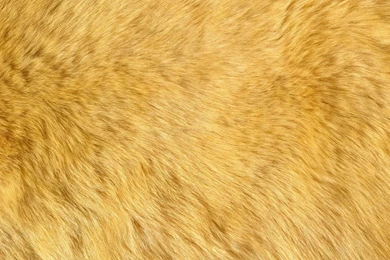 Download Wallpapers Natural Animal Fur (1920 X 1080 HDTV 1080p ...