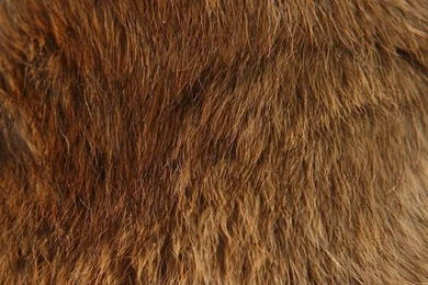 Fur