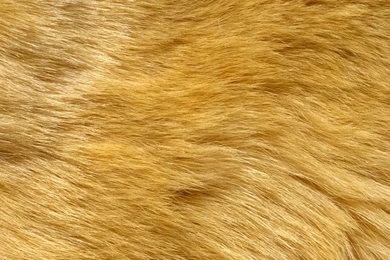 Download Wallpapers 3840x1200 Fur, Wool, Hair, Long Hair Dual Wide ...