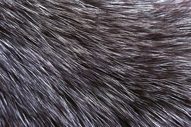 4272x2848px 3725.64 KB Fur