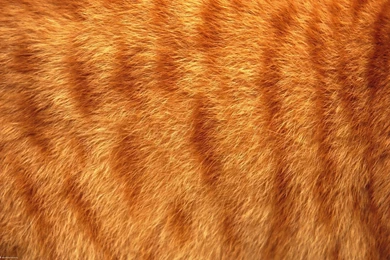 Fur