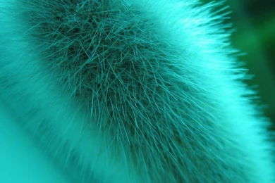 Download Wallpapers 1920x1080 Fluff, Fur, Light, Shadow Full HD ...