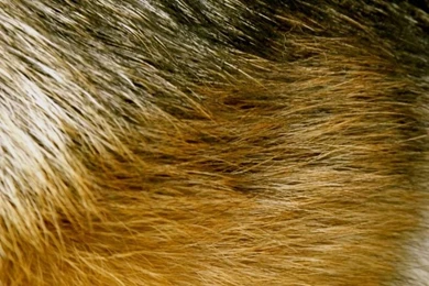 German Shepherd Fur Wallpapers By Rogue Tsukishin On DeviantArt