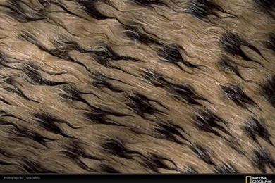 Wet Cheetah Fur Picture, Wet Cheetah Fur Desktop Wallpaper, Free ...