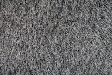 Animal Gray Fur Texture As Wallpapers Or Backgrounds