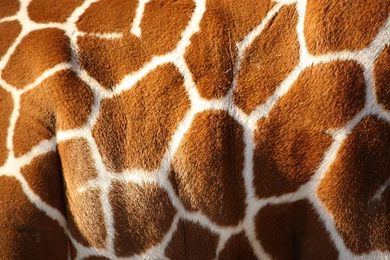 Giraffe Texture Pattern Fur Wallpapers