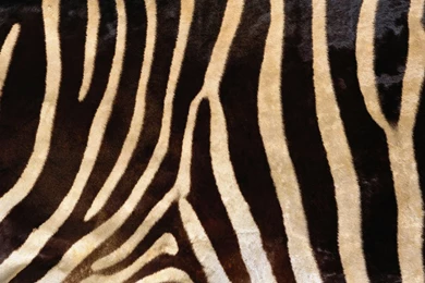 Animal Fur Texture Series III 9868   Animal Collection   Animals