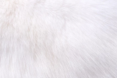 Partner Spotlight – Epstein's Fine Furs