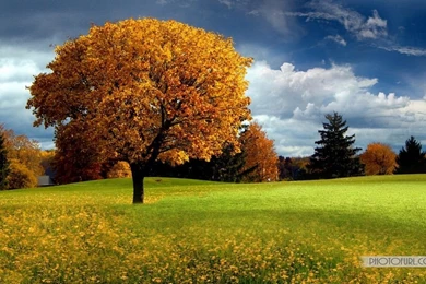 Beautiful Hd Nature Wallpapers   HD Wallpapers Lovely