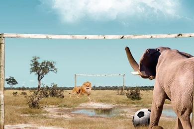 Funny Animal Football