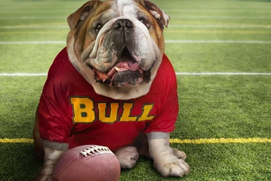 Funny Doggy Football Time Wallpapers   HD Wallpapers 71090