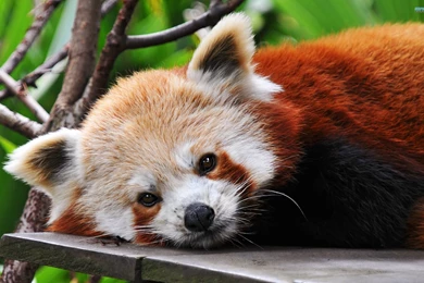 Red Panda Wallpapers   Animal Wallpapers