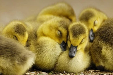 Duckling Wallpapers   Wallpapers Cave