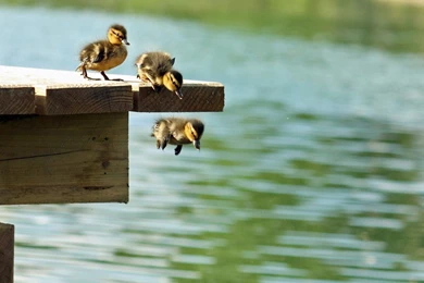 Duckling Wallpapers, Desktop Wallpapers » GoodWP.com