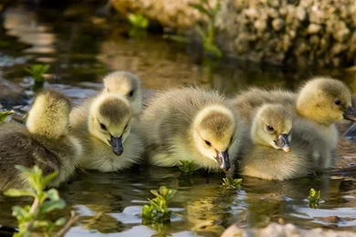 Ducklings Wallpapers   Animal Wallpapers