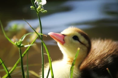 Duckling And Flower Wallpapers   1920x1200   577032