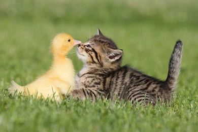 1600x1200 Kitty Meets Duckling Wallpapers