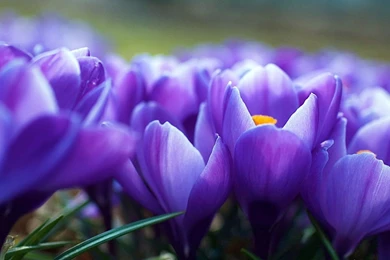 Download Free Flower Wallpapers   Wallpapers HD Wide