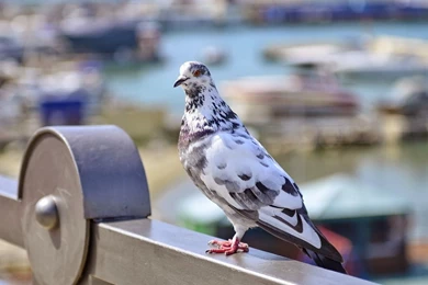 Pigeon New HD Wallpapers