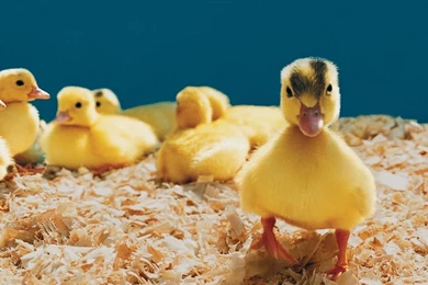 Pets Wallpapers   Baby Chick And Duckling14   Wallcoo.net