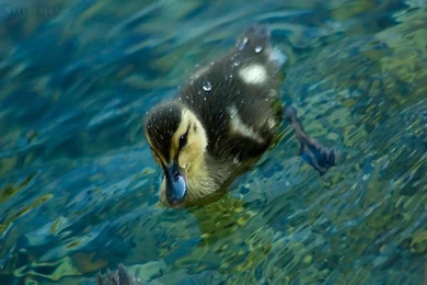 Duckling Wallpapers By Weelittlesoul On DeviantArt