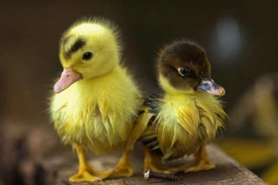 Baby Duck Wallpapers1.jpg