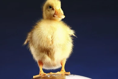 Duckling Wallpapers   Animal Wallpapers