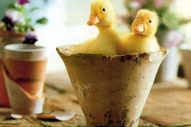 Duckling Afternoon Nap 32480   Animal