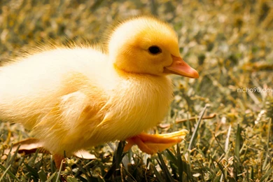 Duckling Computer Wallpapers, Desktop Backgrounds