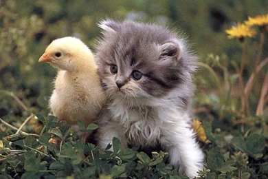 Kitten And Duckling Wallpapers