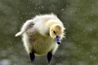 Download Wallpapers 1920x1080 Duckling, Chick, Swan, Grass Full HD ...